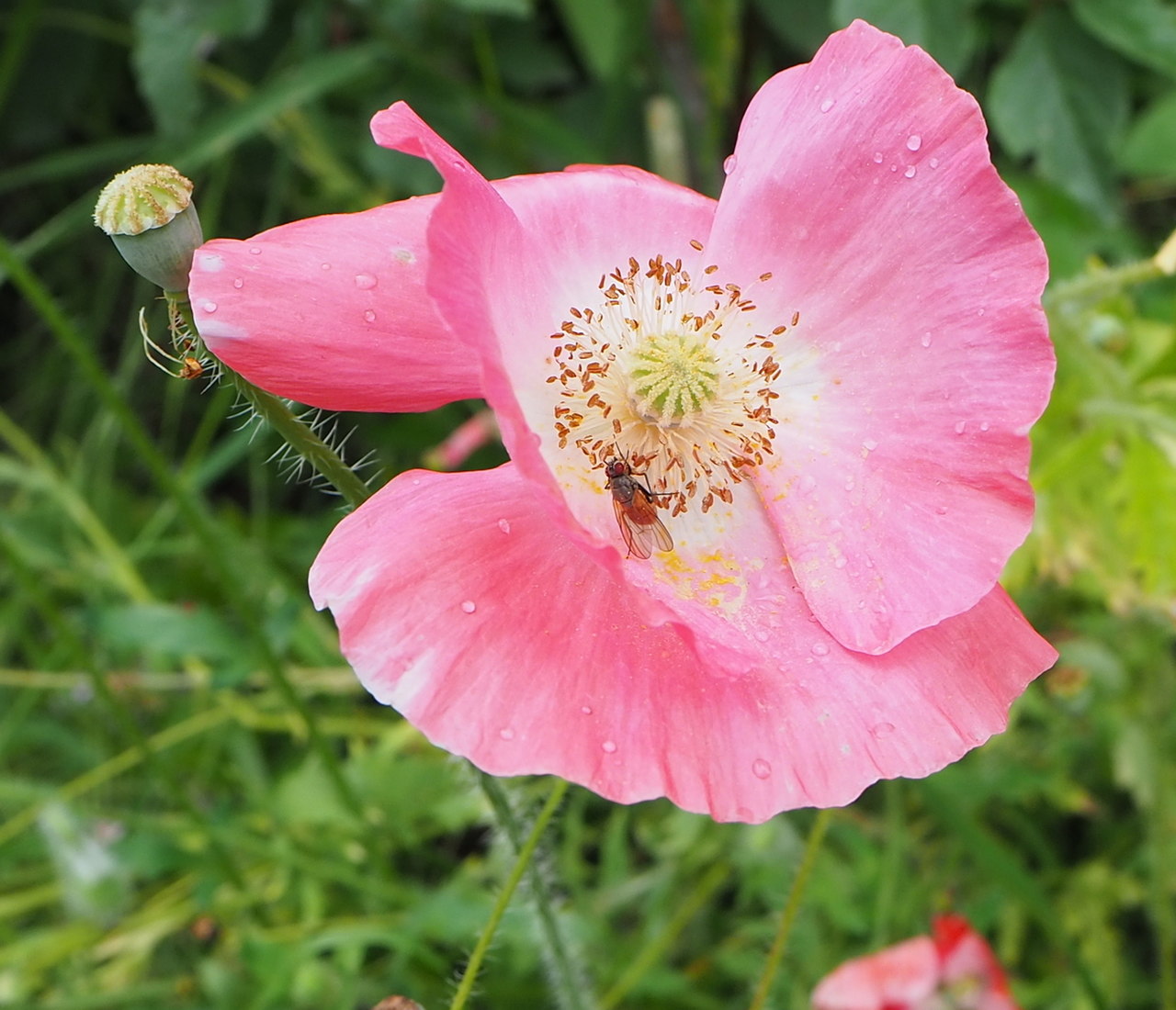 Image of Papaver rhoeas specimen.