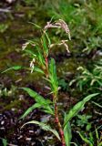 Persicaria lapathifolia. Верхушка цветущего растения. Челябинская обл., Аргаяшский р-н, берег оз. Увильды, топкий участок берега. 04.08.2019.
