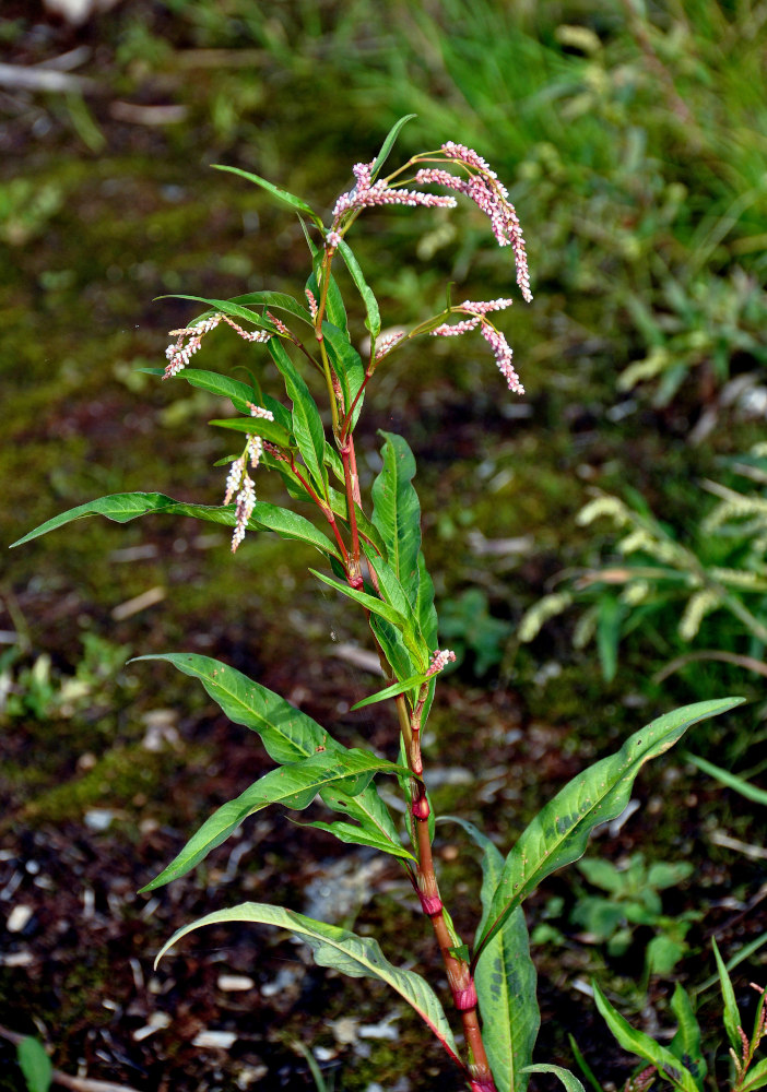 Image of Persicaria lapathifolia specimen.