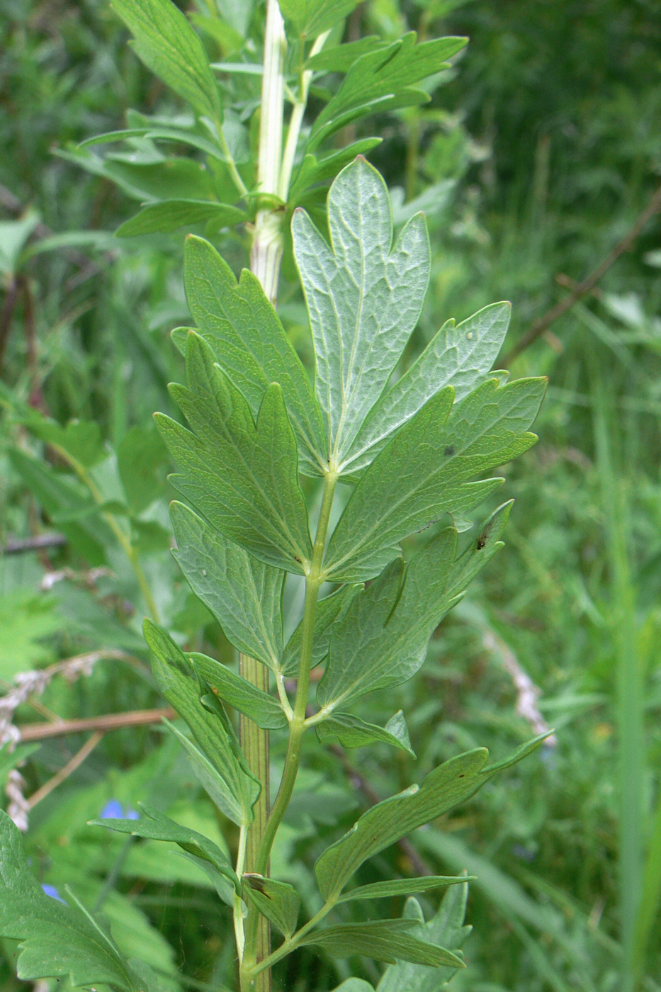 Image of Thalictrum simplex specimen.