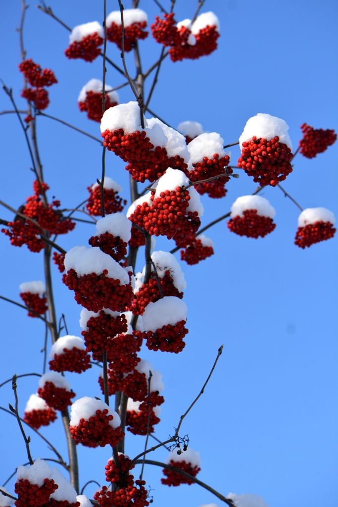 Изображение особи Sorbus aucuparia.