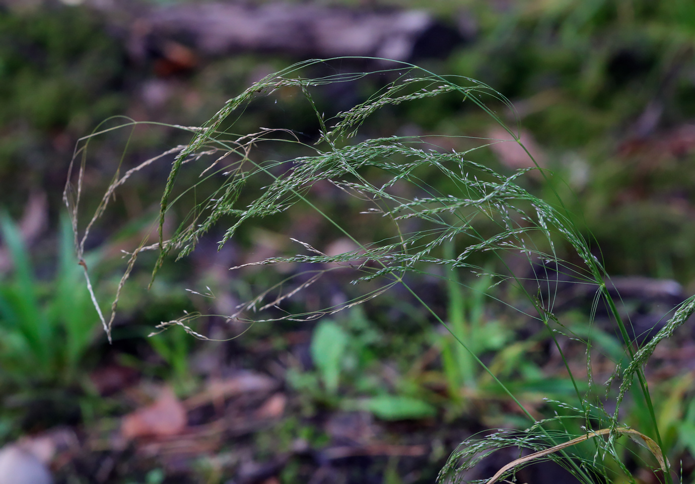 Image of Avenella flexuosa specimen.