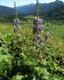 Aconitum orientale