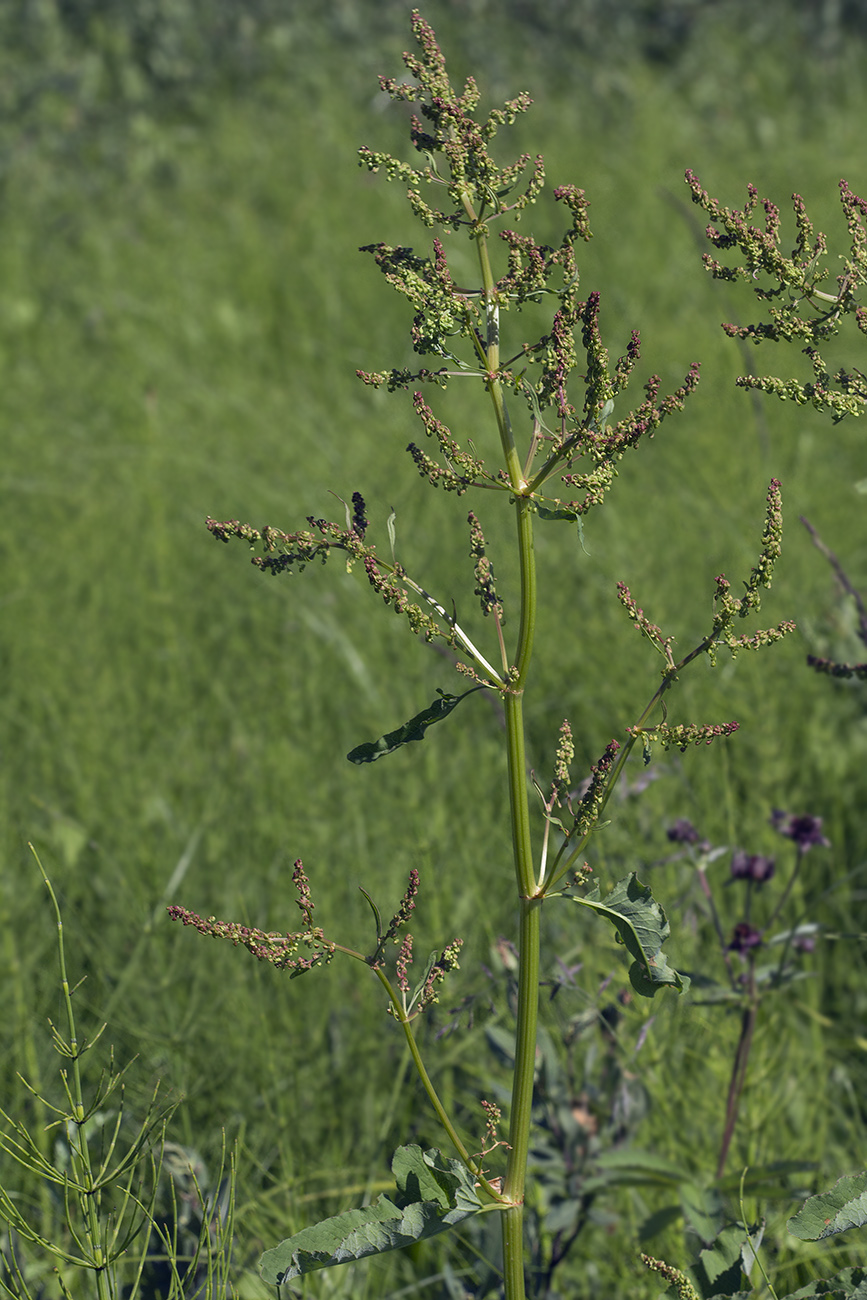 Изображение особи Rumex gmelinii.