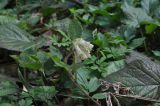 Symphytum grandiflorum