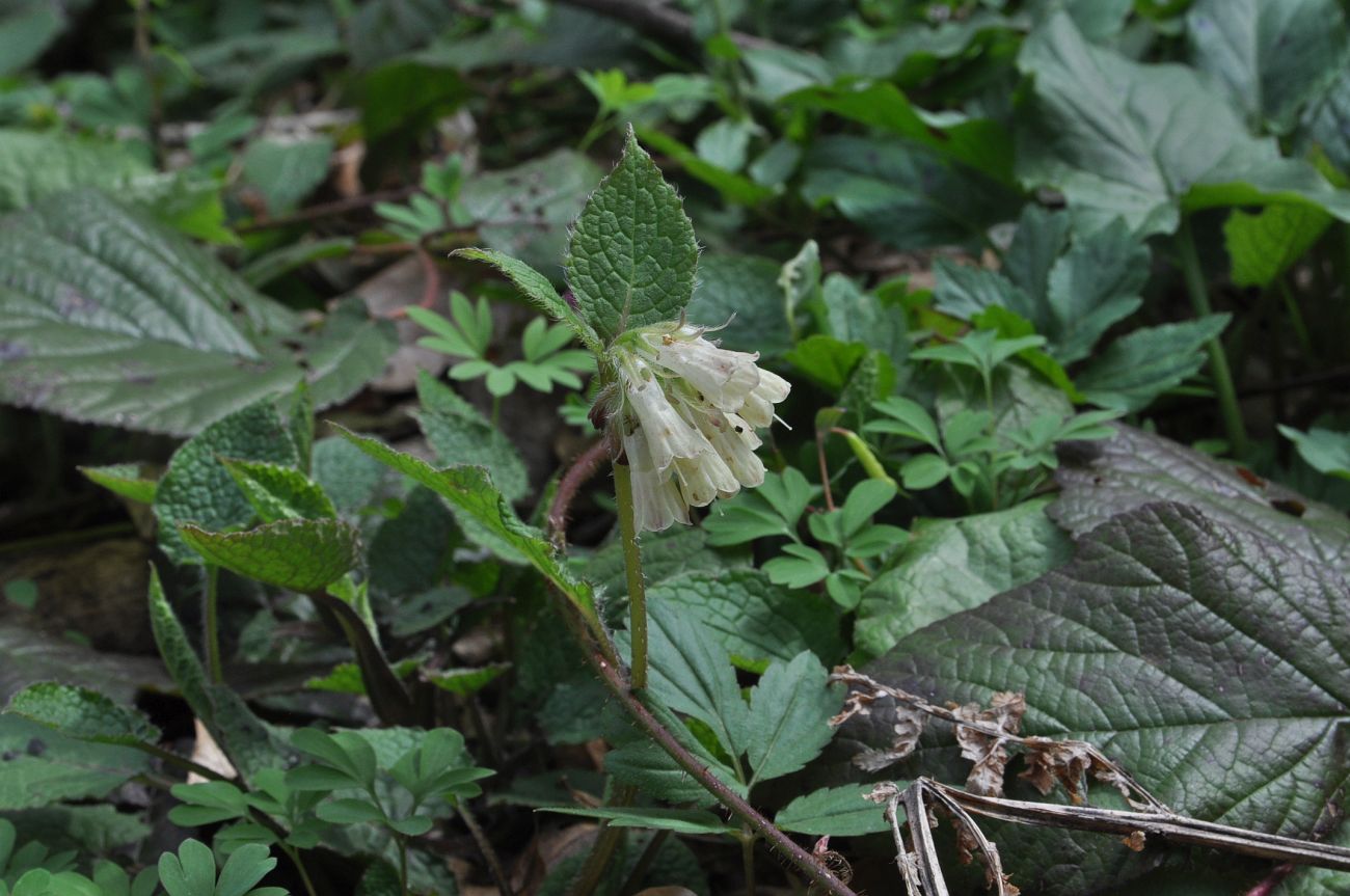 Image of Symphytum grandiflorum specimen.