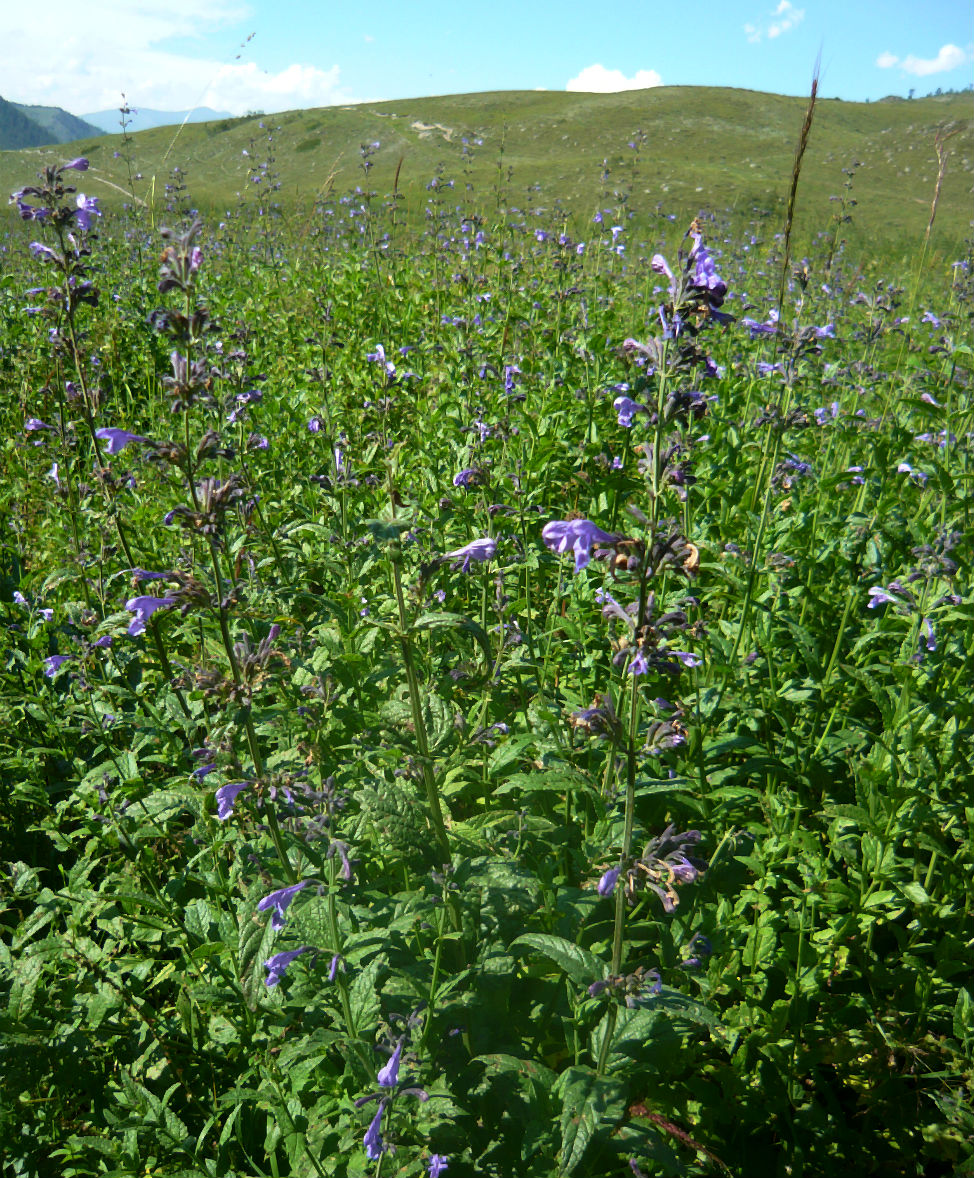 Изображение особи Nepeta sibirica.