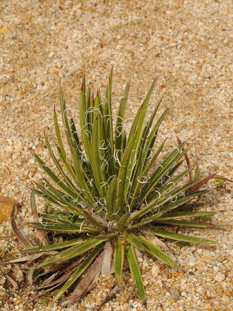 Image of Agave filifera specimen.