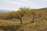 Ulmus pumila