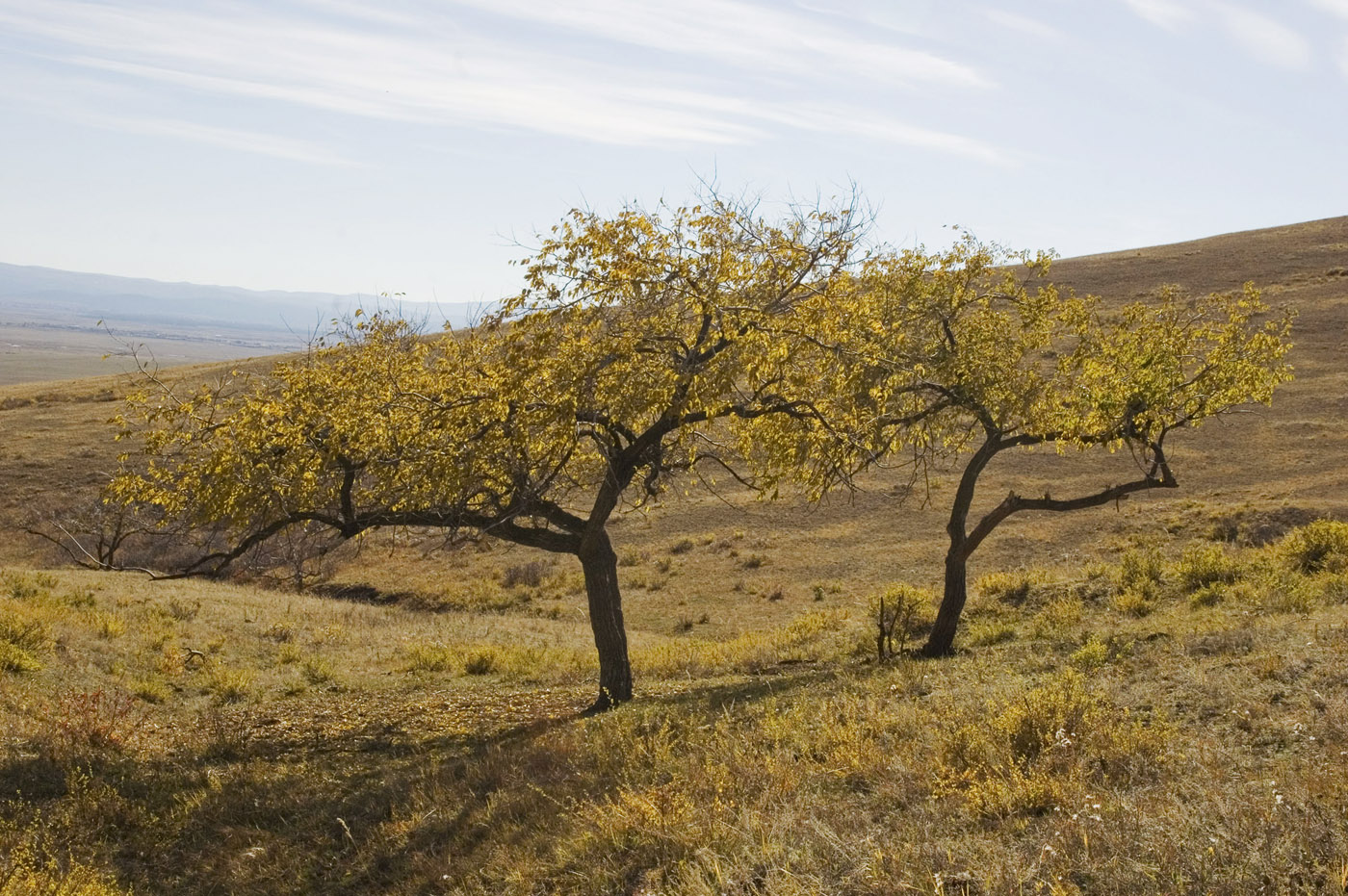 Изображение особи Ulmus pumila.