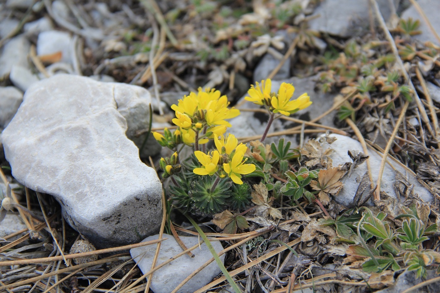 Image of Draba cuspidata specimen.