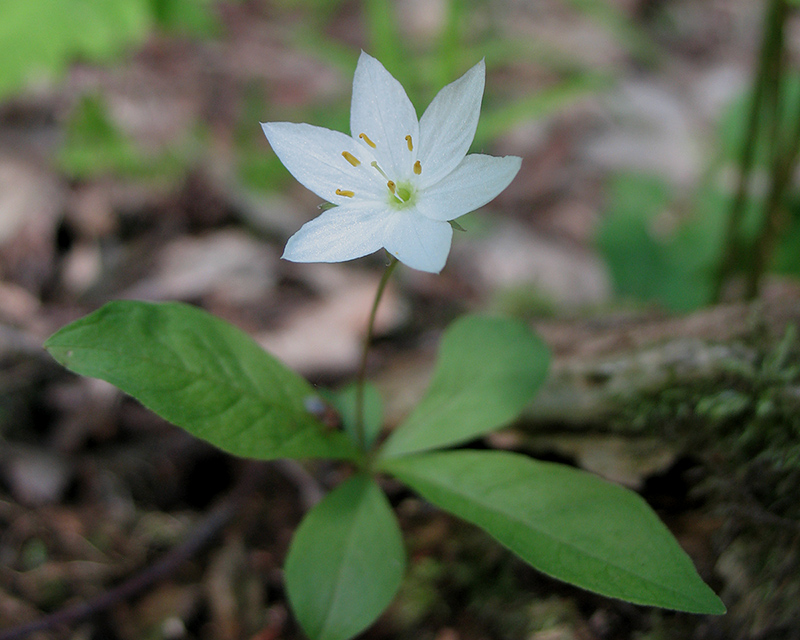 Изображение особи Trientalis europaea.