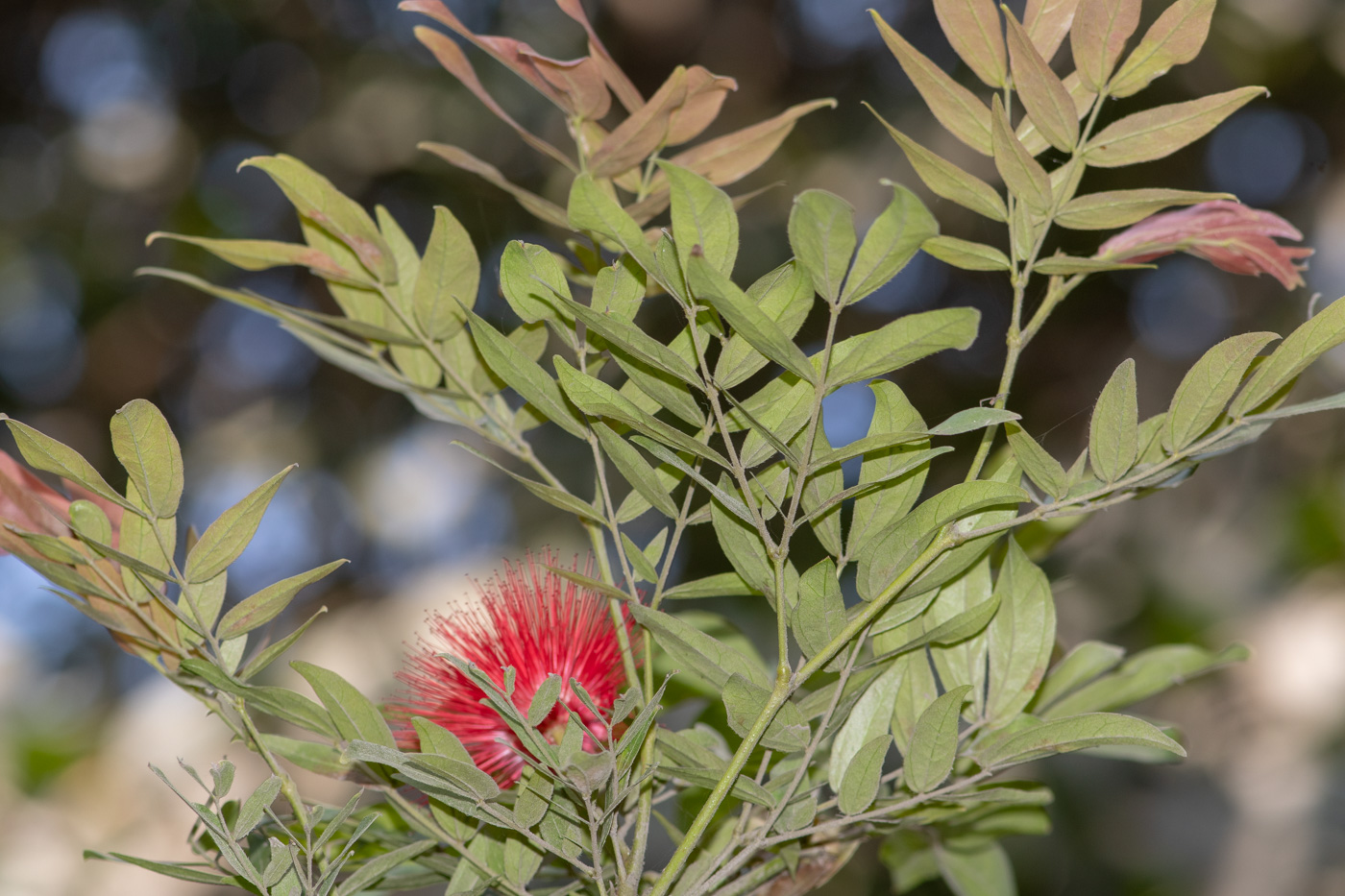 Image of Calliandra trinervia var. carbonaria specimen.