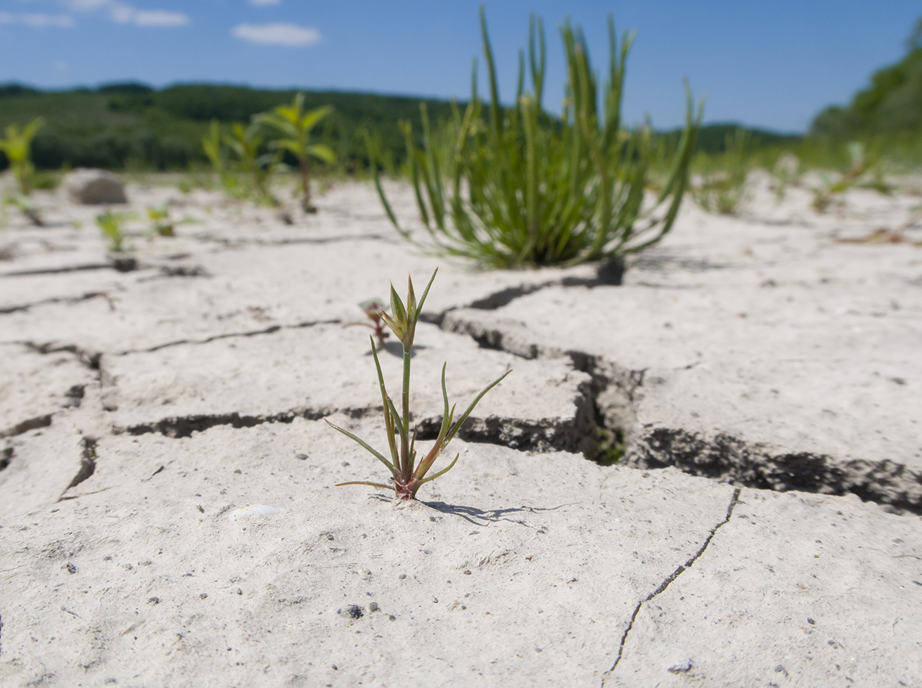 Image of Juncus nastanthus specimen.