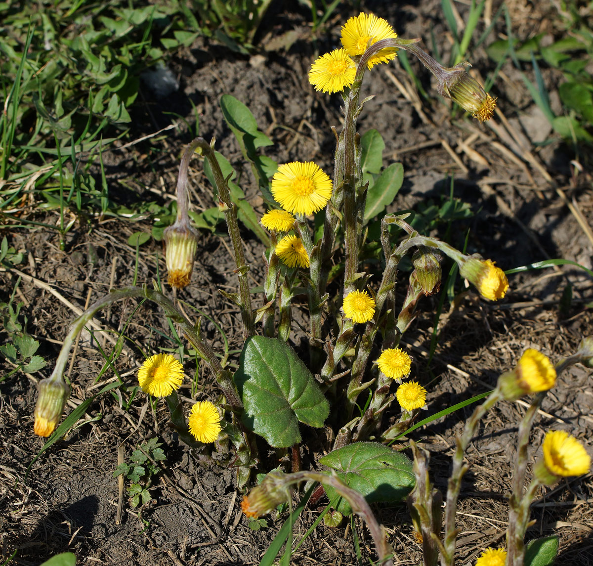 Изображение особи Tussilago farfara.