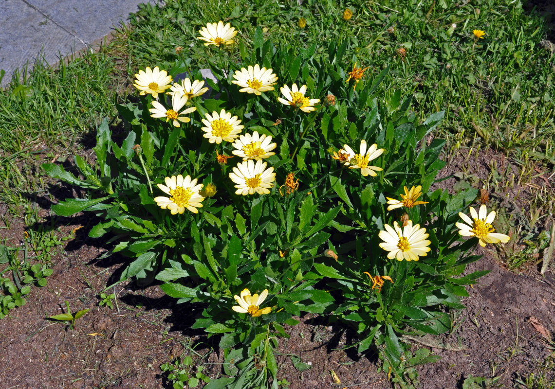 Image of genus Dimorphotheca specimen.