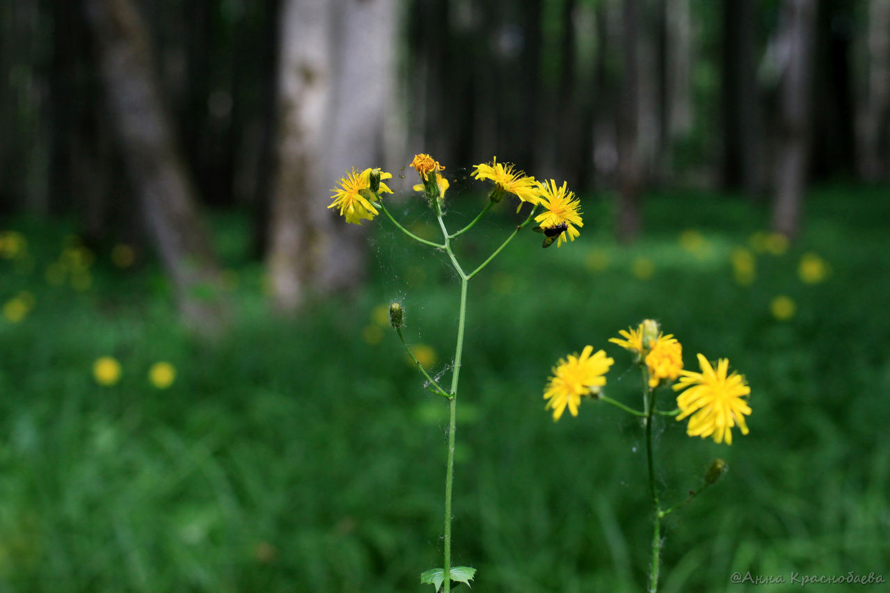 Image of Crepis paludosa specimen.