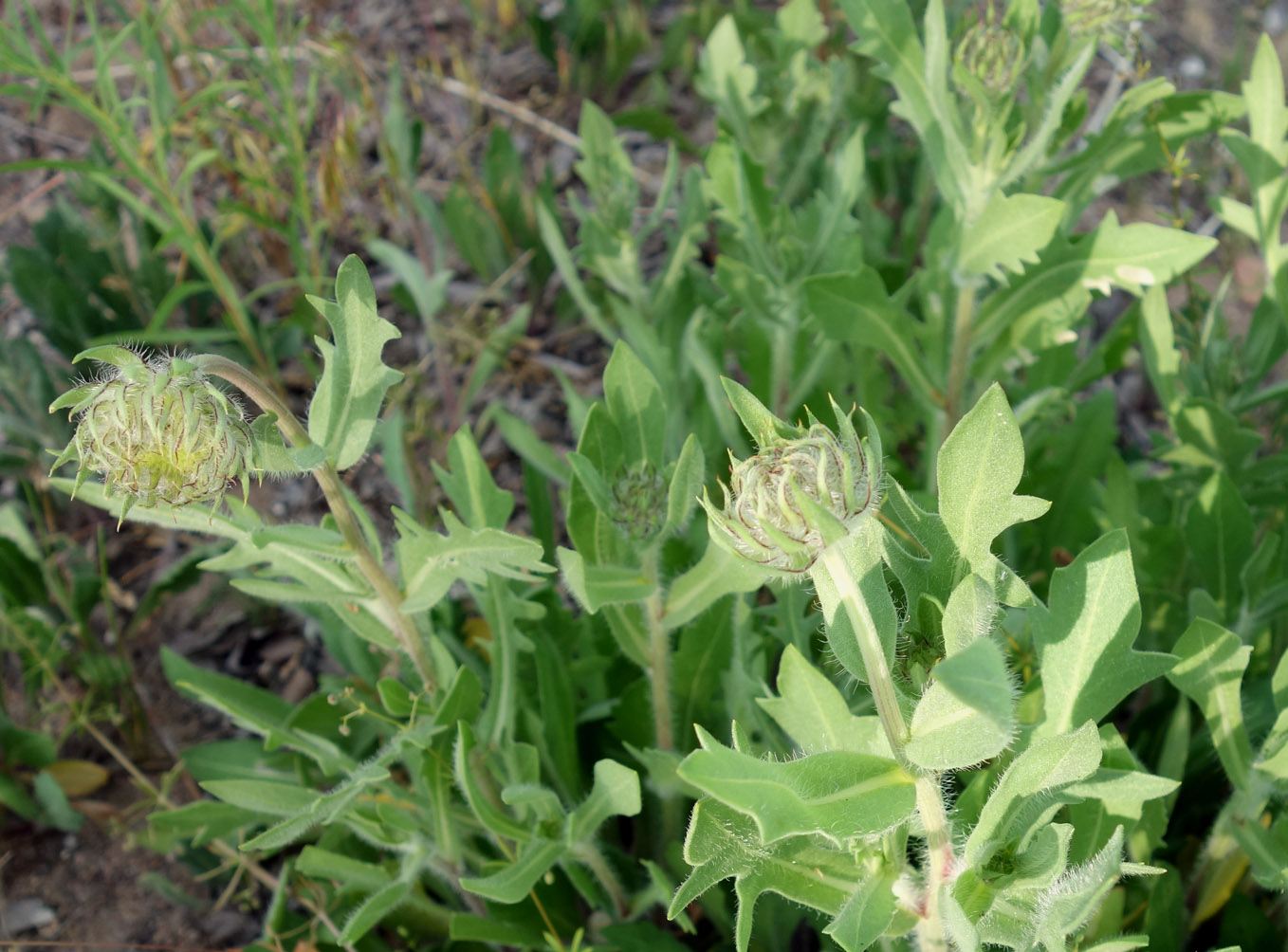 Image of Gaillardia &times; grandiflora specimen.