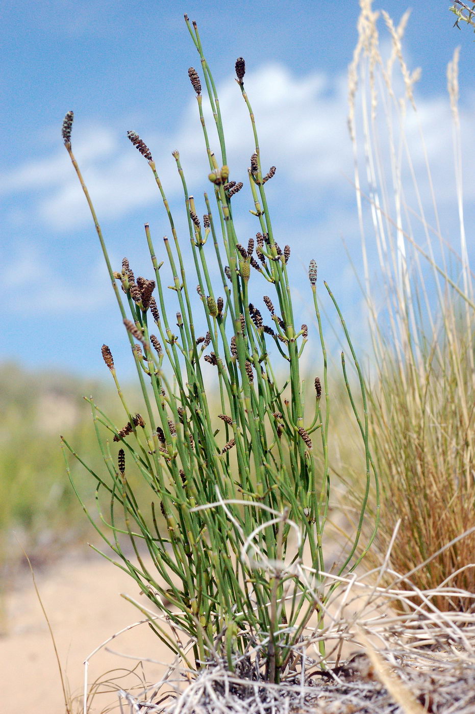 Изображение особи Equisetum ramosissimum.