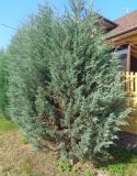 Juniperus scopulorum