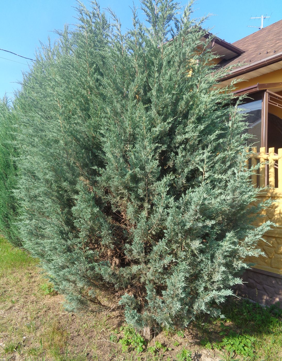 Изображение особи Juniperus scopulorum.