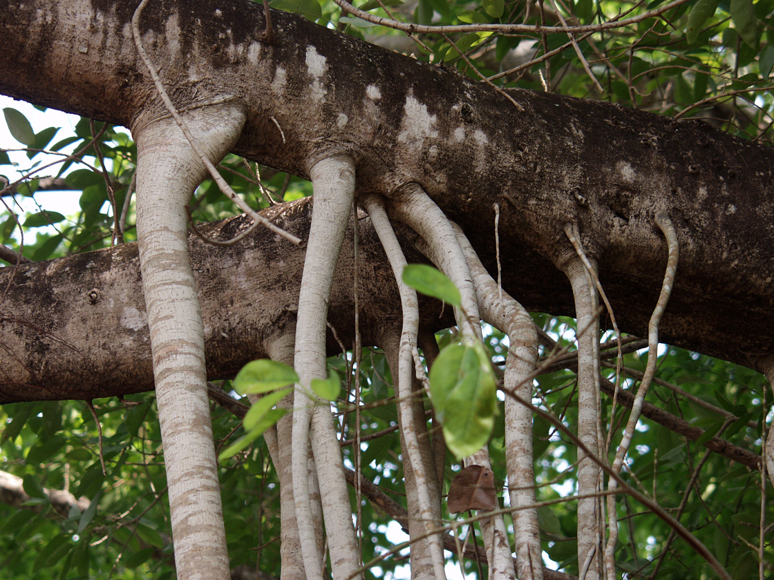 Image of genus Ficus specimen.