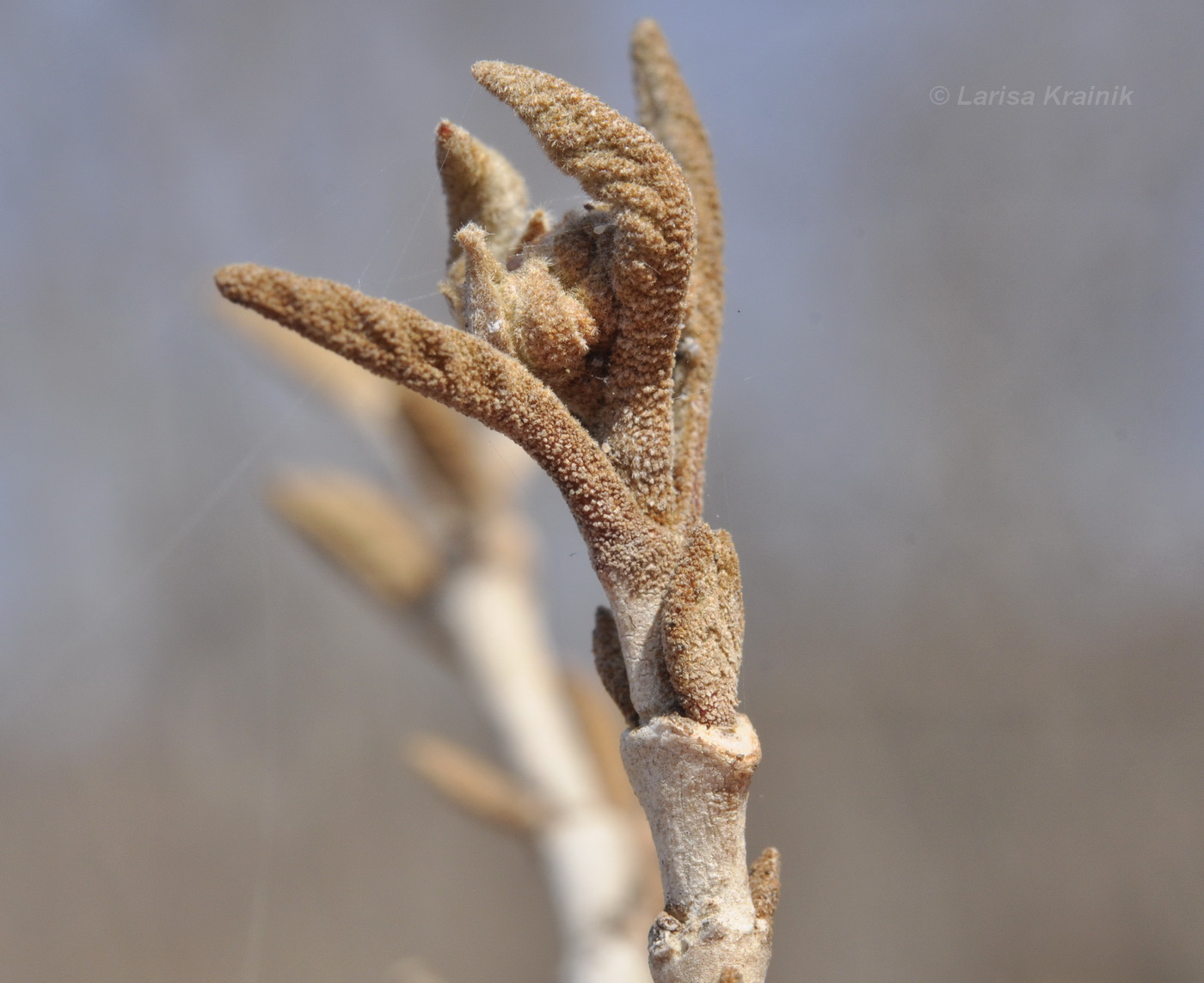 Image of Viburnum burejaeticum specimen.