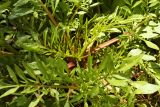 Coreopsis tinctoria