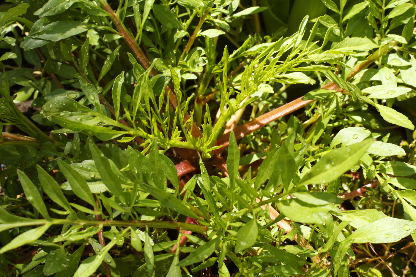 Image of Coreopsis tinctoria specimen.