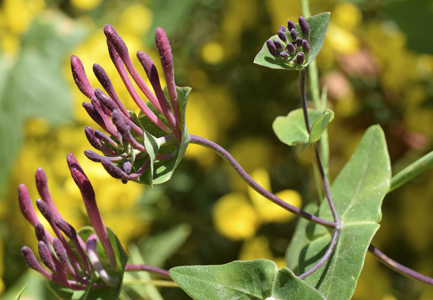 Image of Lonicera implexa specimen.