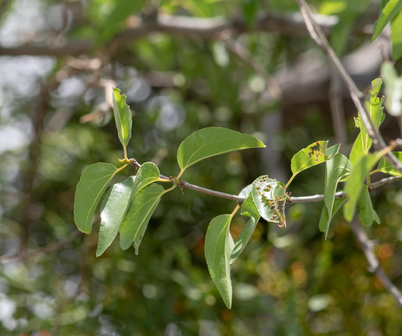 Изображение особи Ziziphus mucronata.