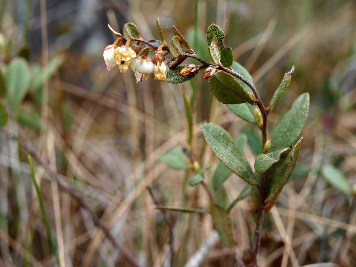 Изображение особи Chamaedaphne calyculata.