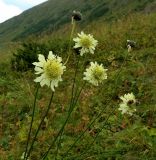 Cephalaria gigantea. Верхушки побегов с соцветиями. Карачаево-Черкесия, окр. Теберды, ущелье р. Азгек, альпийский луг. 02.09 2019 г.