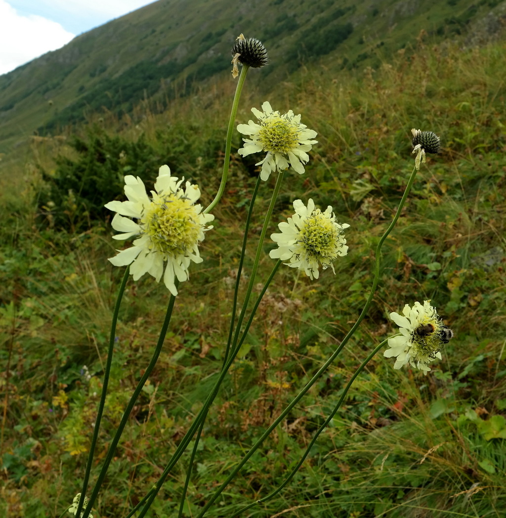 Изображение особи Cephalaria gigantea.