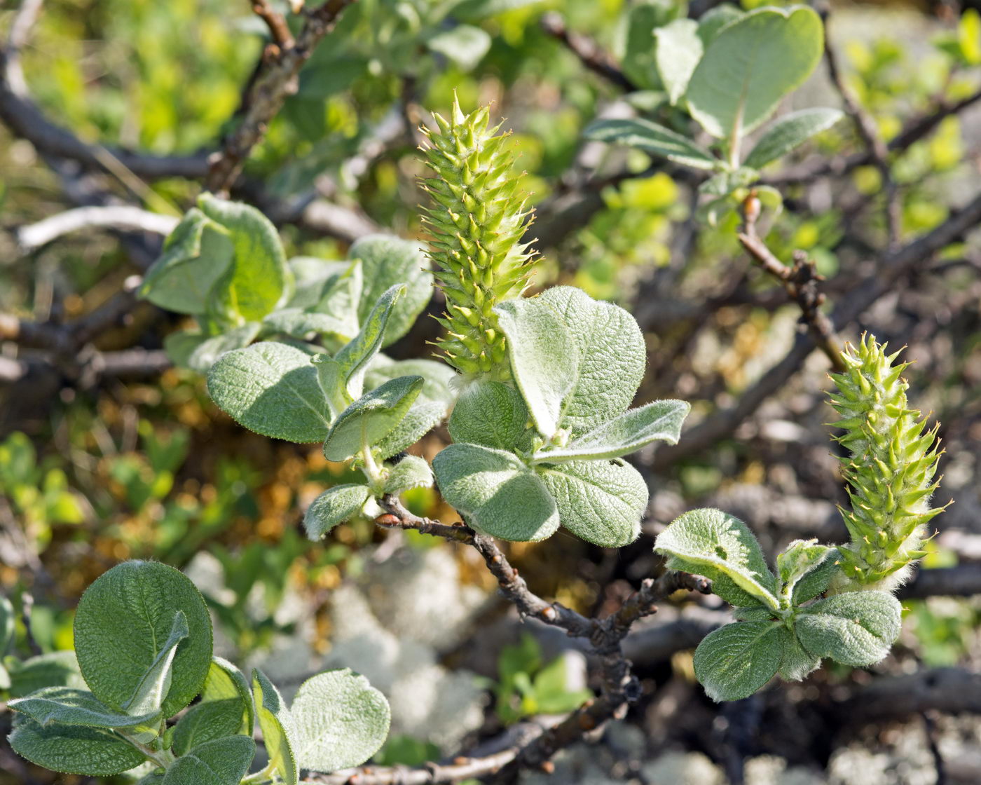 Image of genus Salix specimen.