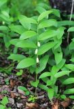 Polygonatum humile