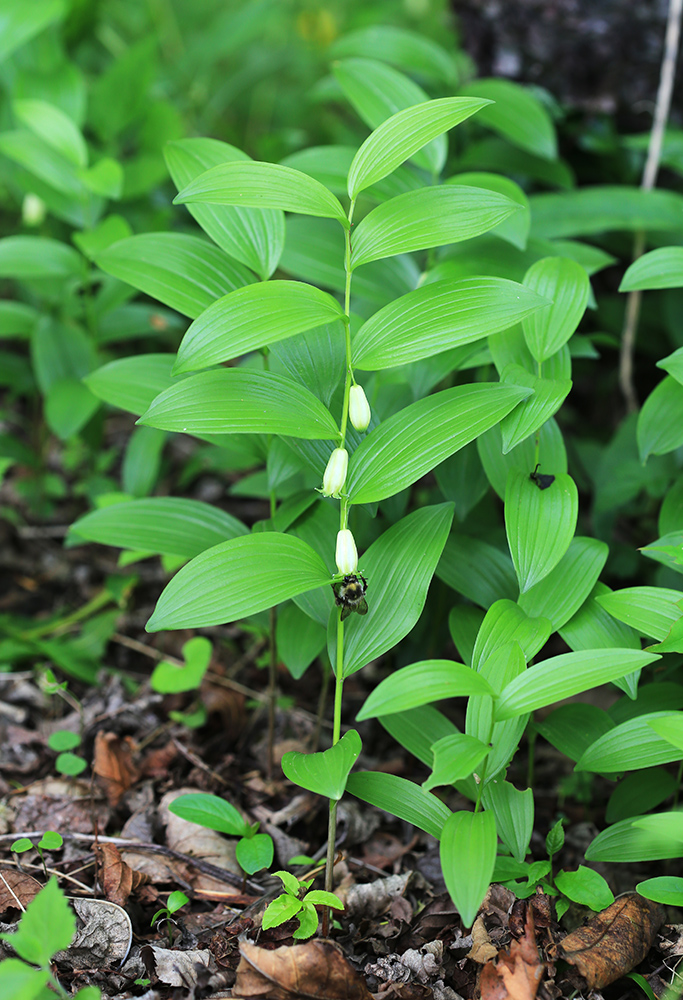 Изображение особи Polygonatum humile.