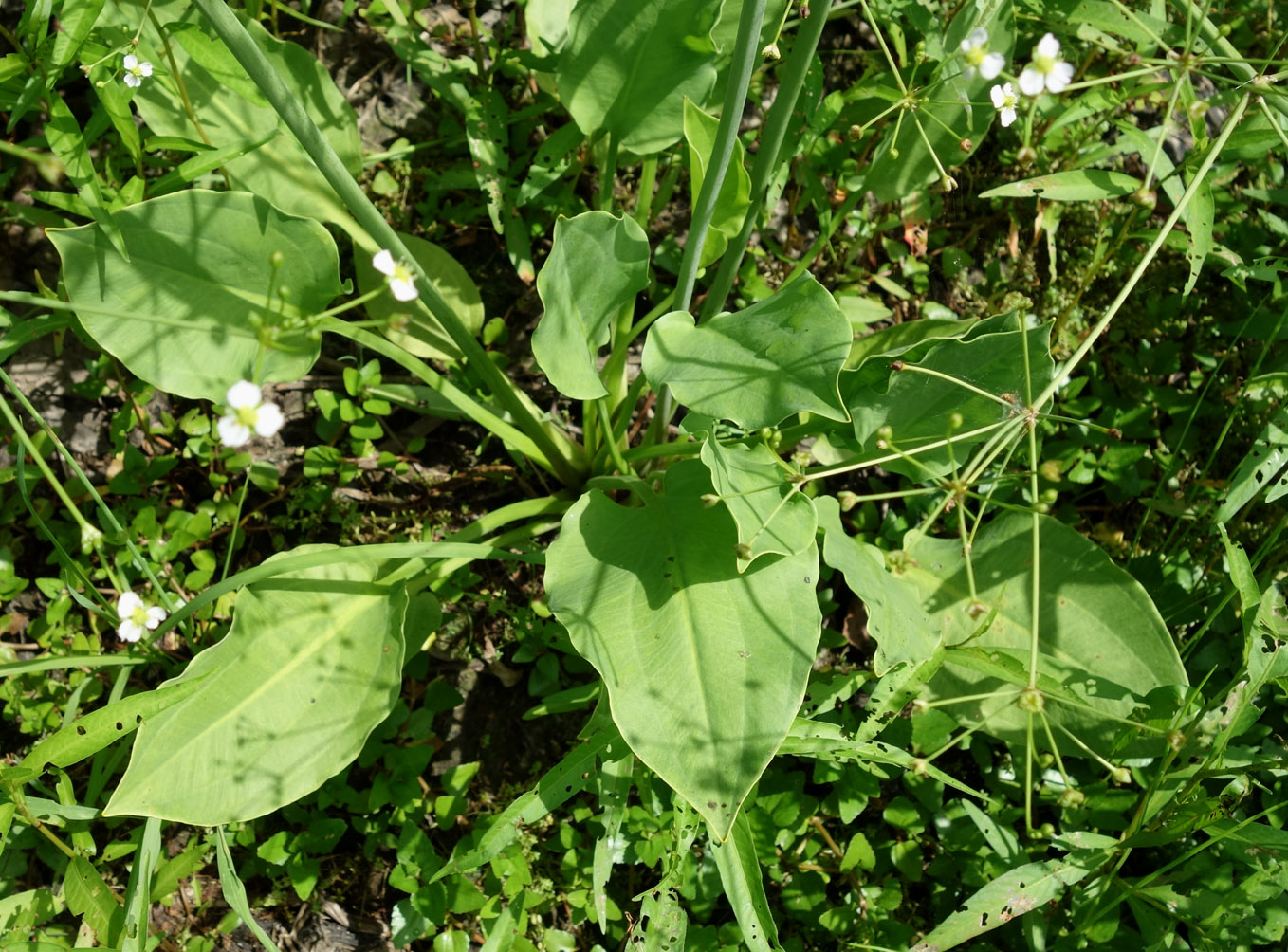 Image of Alisma plantago-aquatica specimen.