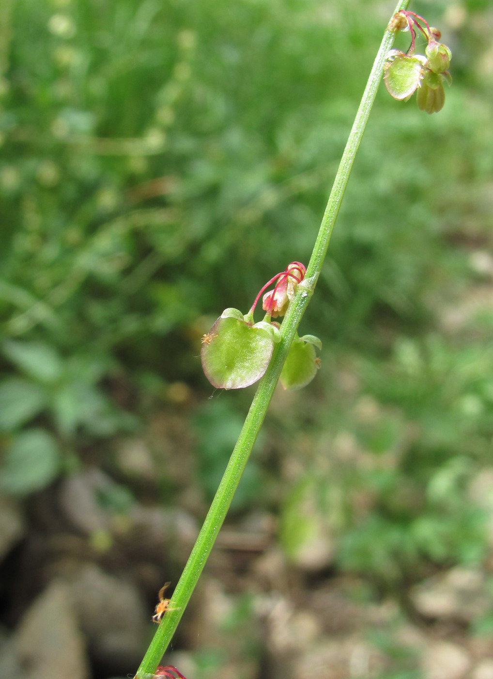 Изображение особи Rumex hastifolius.