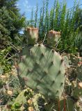 Opuntia phaeacantha var. camanchica f. rubra