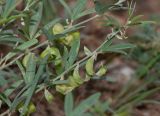 Ptycholobium biflorum
