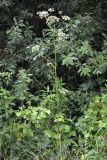 Ostericum palustre. Цветущее растение среди зарослей Salix и Rubus idaeus. Республика Татарстан, г. Набережные Челны, Комсомольский р-н, окр. автовокзала южнее СНТ №4 \"Заря\", окраина заболоченного водоёма. 23.07.2020.