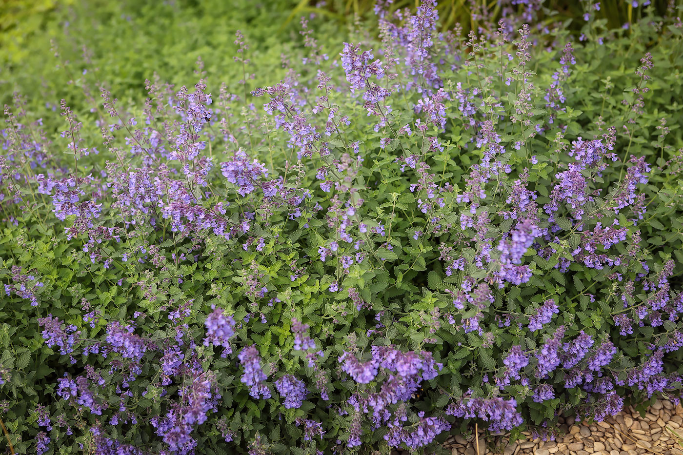 Image of Nepeta × faassenii specimen.