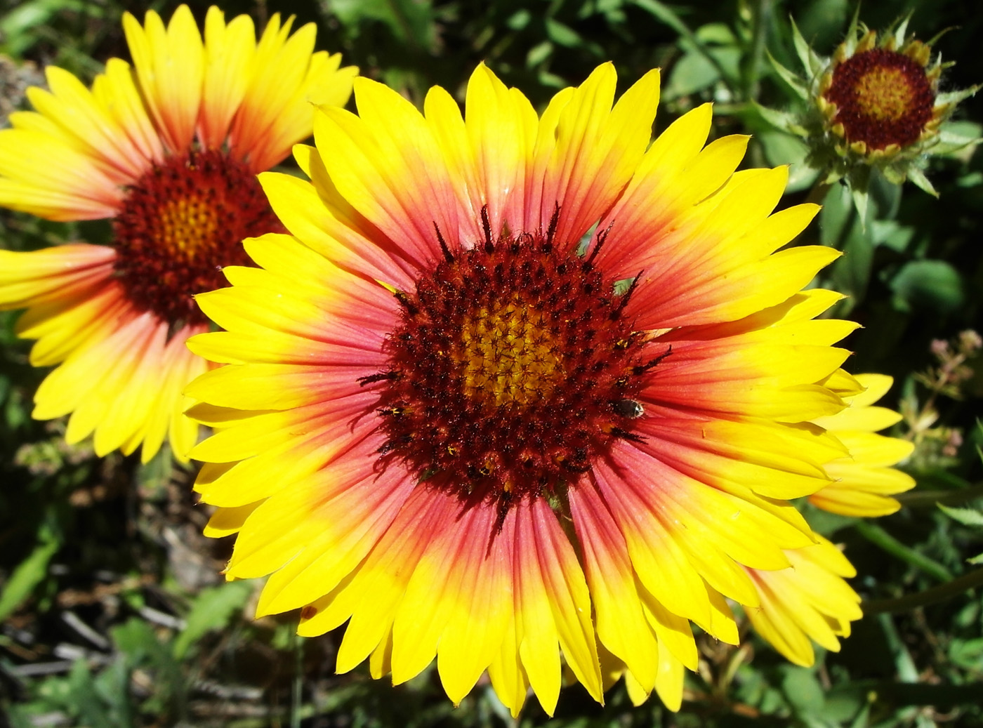 Изображение особи Gaillardia aristata.