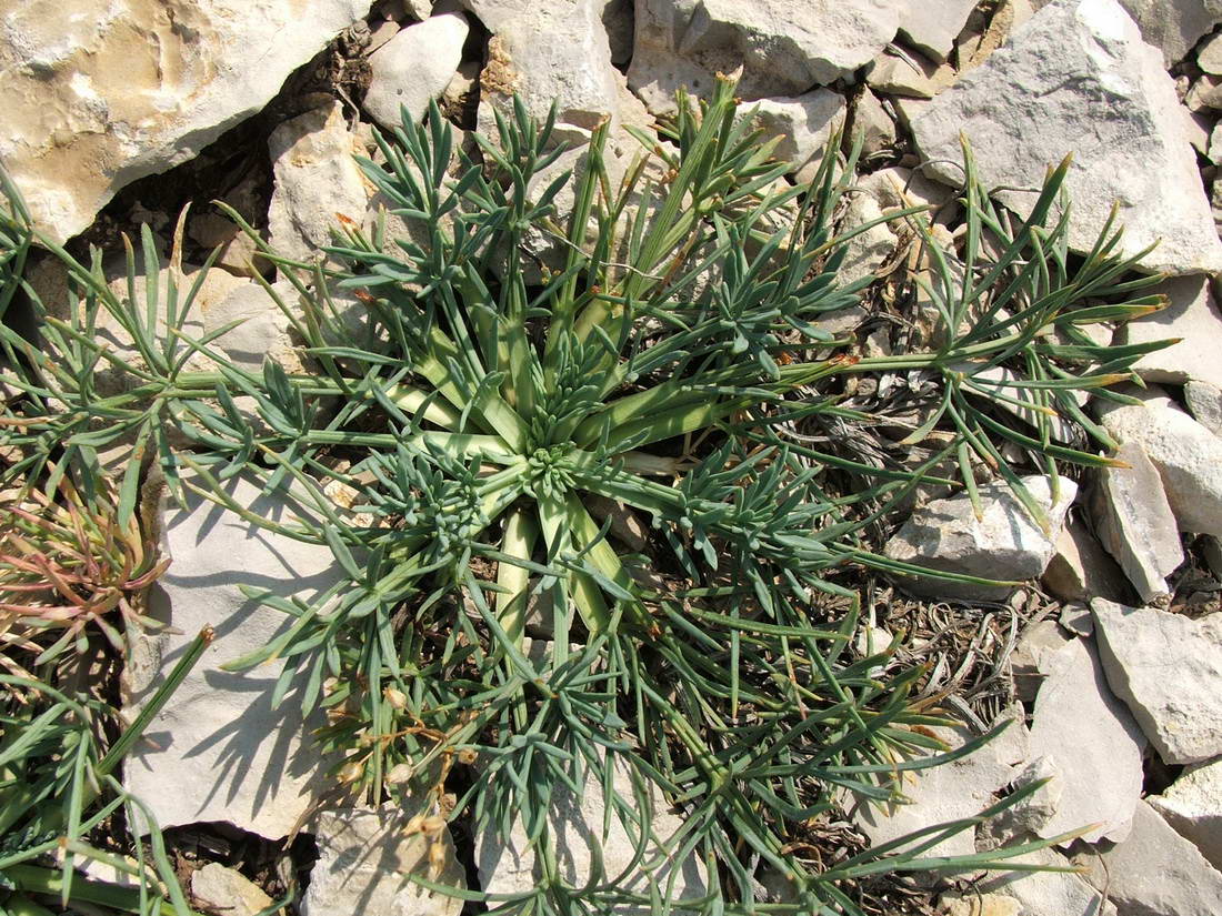 Image of Seseli lehmannii specimen.
