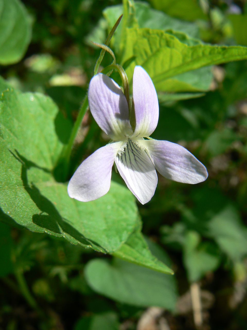 Изображение особи Viola acuminata.