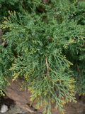 Juniperus chinensis