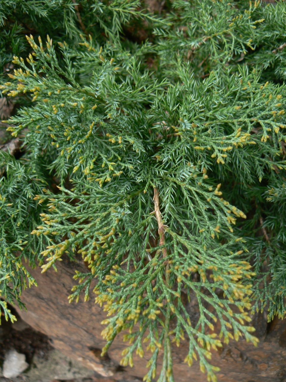 Image of Juniperus chinensis specimen.