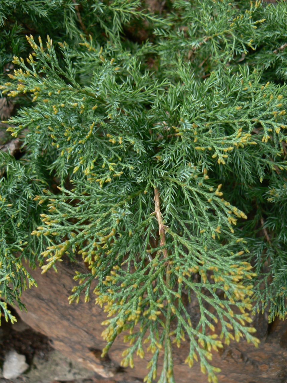 Изображение особи Juniperus chinensis.