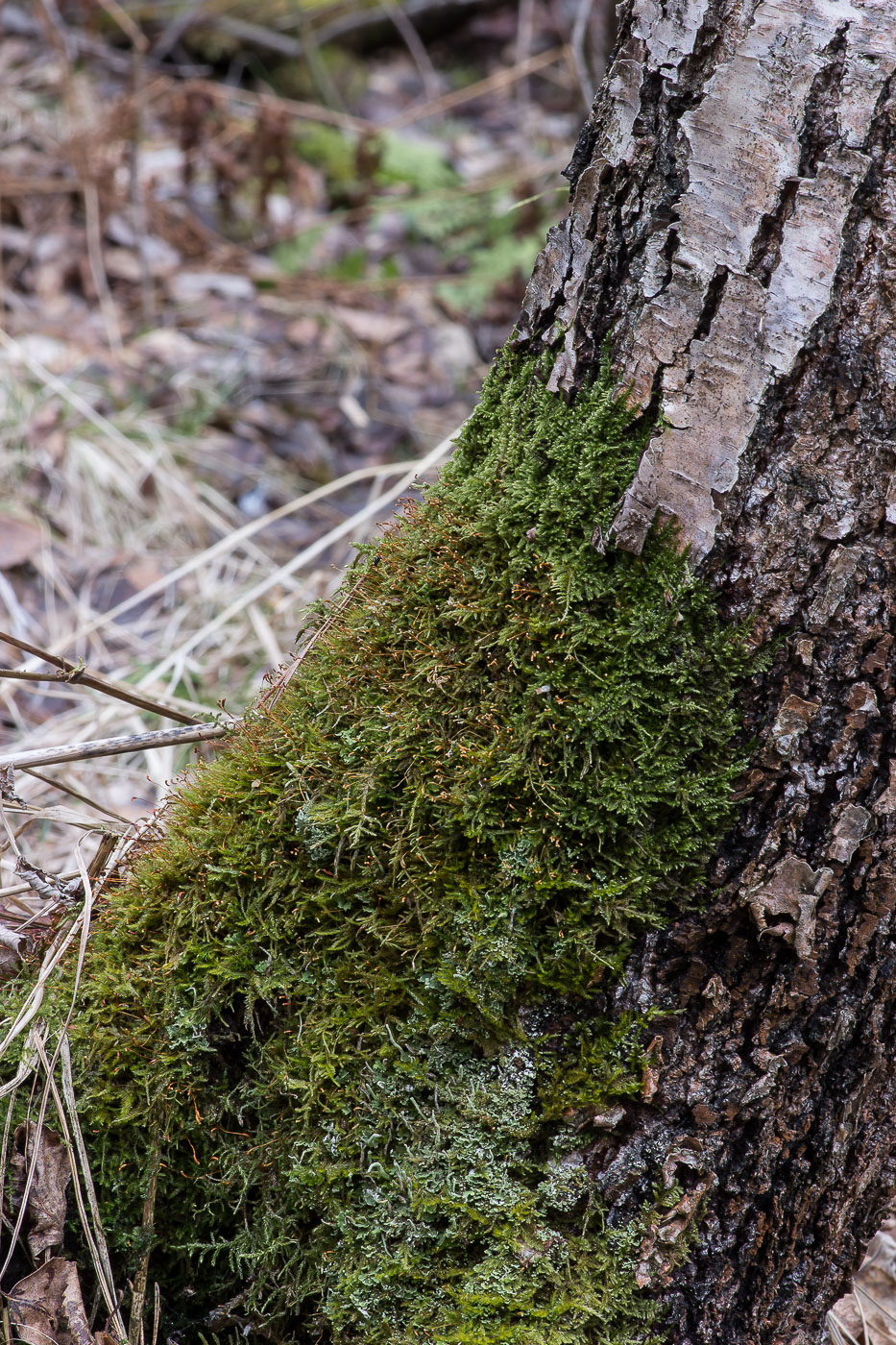 Image of class Bryopsida specimen.